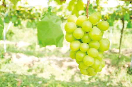 【令和7年産】シャインマスカット 700g（1房） 山形県河北町産【JAさがえ西村山】国産 マスカット 緑 ぶどう ブドウ 葡萄 常温便 フルーツ 果物 果肉 青果 お取り寄せ 東北 山形県 河北町