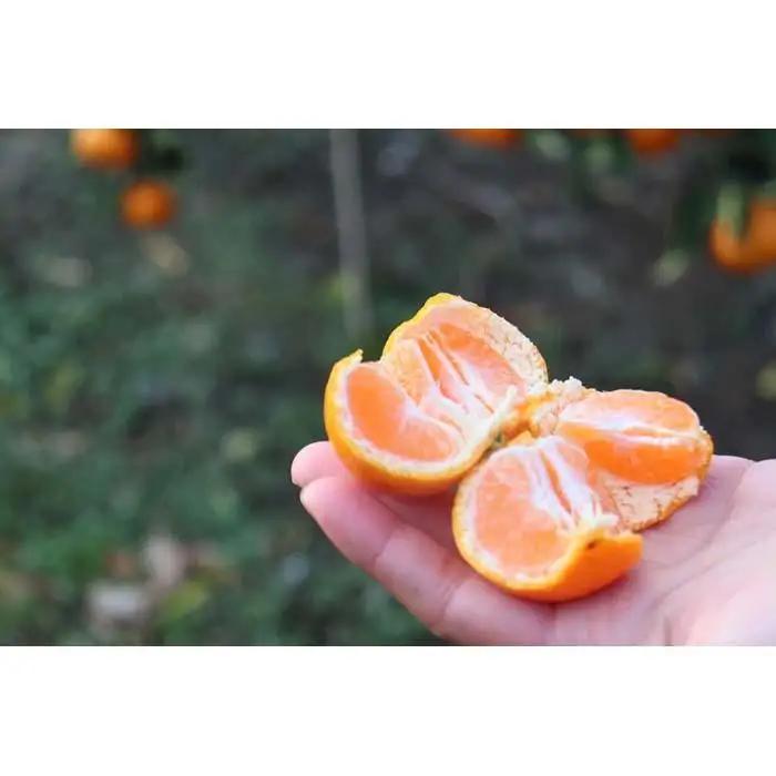 農家直送！数量限定 有田みかんの産地から届く 果汁100％！ 搾りたての柑橘ジュース 180ml×12本
