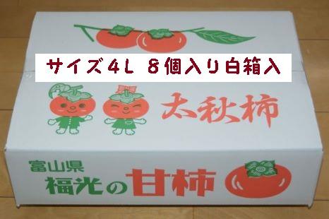 甘柿　太秋柿4L×8個入（2.5kg以上） 白箱入り【2026年10月15日頃より発送】