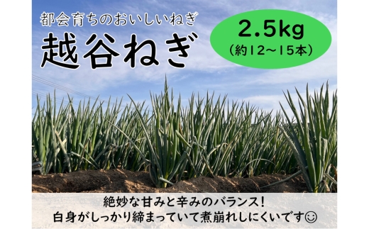 越谷ねぎ（白ねぎ2.5kg） ／ ネギ 葱 白ネギ 野菜 甘み 辛み 産直 産地直送 鍋 煮物 炒めもの アヒージョ 薬味 万能 おいしい しゃぶしゃぶ 埼玉県 No.323