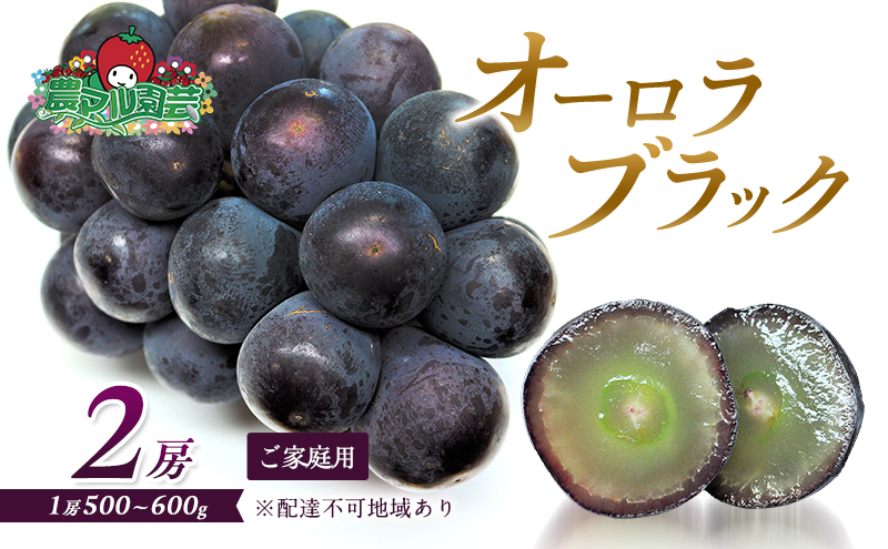 ぶどう 2025年 先行予約 オーロラブラック 2房 1房 500g～600g ご家庭用 ブドウ 葡萄 フルーツ 果物 岡山 赤磐市産 農マル園芸 あかいわ農園