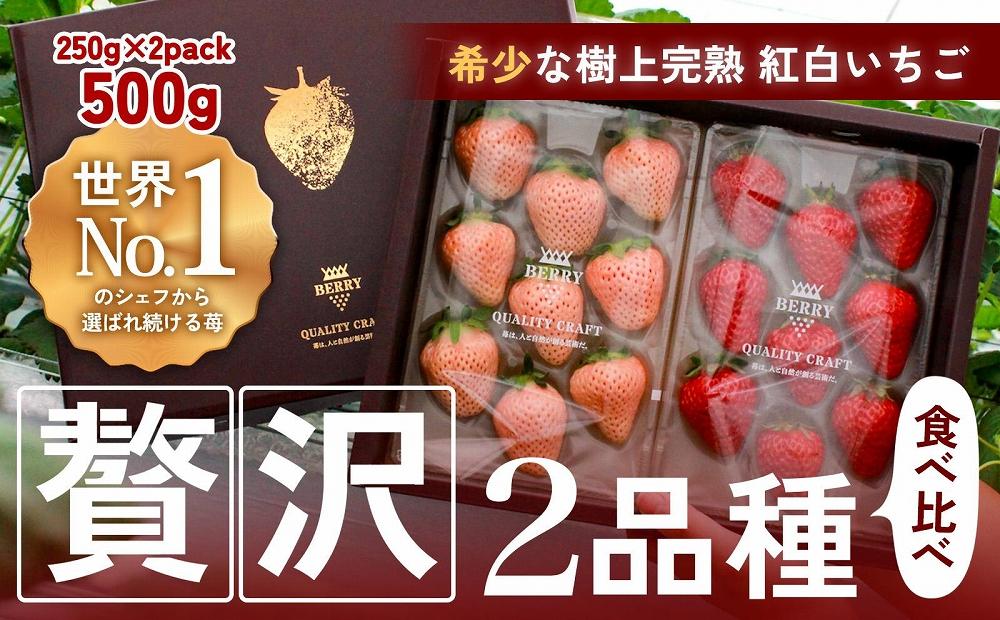 【完熟クラフト苺BERRY】有名シェフ御用達【紅白いちご】樹上完熟紅ほっぺ・淡雪 約500g（出荷2025年12月上旬～2026年5月下旬） 242161_DY004