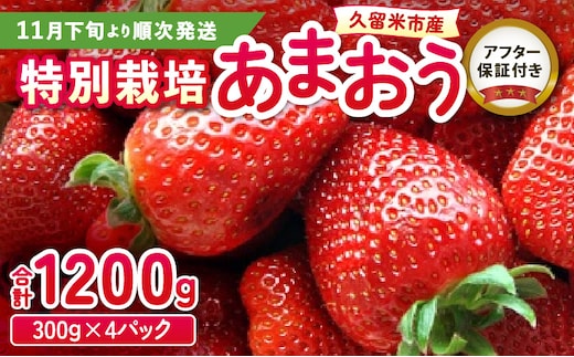 
										
										特別栽培 あまおう 300g×4パック 計1.2kg ふくおかエコ農産物
									