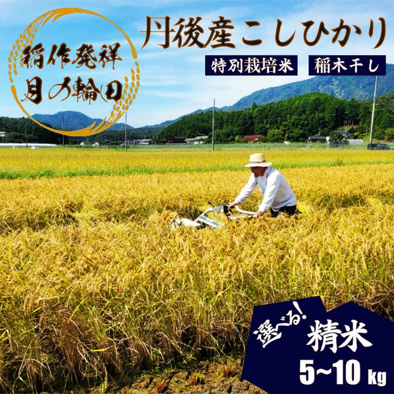 【ふるさと納税】天日干し【稲作発祥の地のお米】2025年産 京丹後産稲作発祥の地コシヒカリ特別栽培米 月の輪田米 精米（天日干し） 5kg 10kg　選べる 内容量 ふるさと納税 米 精米 お米 ご飯 ごはん コシヒカリ 京丹後産 峰山 農家応援 生産者応援 送料無料