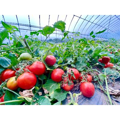 ふるさと納税 売木村 南信州うるぎ村　完熟トマト100%のトマトピューレ2本 |  | 03