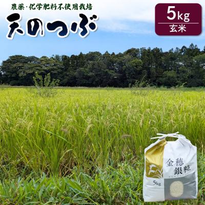 ふるさと納税 南相馬市 【先行予約】天のつぶ 玄米 5kg 有機的栽培 令和7年産 | 無農薬 農薬化学肥料不使用