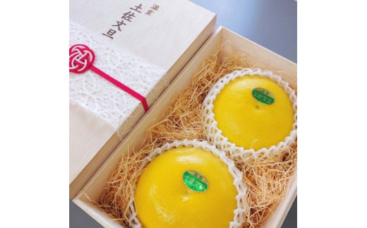 【先行予約】厳選 温室土佐文旦  大玉 2玉 〈贈答用木箱入り〉約600g×2個〈2026年12月上旬から発送〉 /ぶんたん ブンタン フルーツ 柑橘 みかん 果物 くだもの 土佐文旦の藤岡 旬 プレ