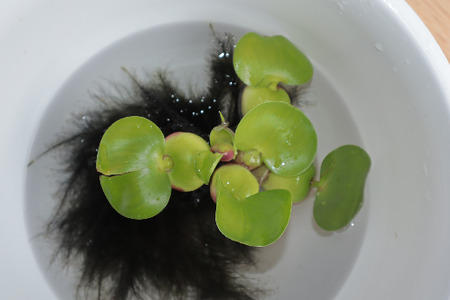 めだか 飼育 スターター セット アクアリウム 水槽 インテリア  牧之原メダカ 静岡めだか 静岡県 牧之原市 丸長