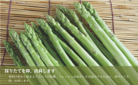 【令和8年産先行予約】津南産アスパラガス M・L おまかせ1.3kg |津南町 アスパラガス