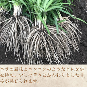 [2026年3月20日まで受付] 根ニラ[龍神様のひげ] 1,500g[100g×15袋]/ すわファーム 根ニラ 野菜 [91-02]