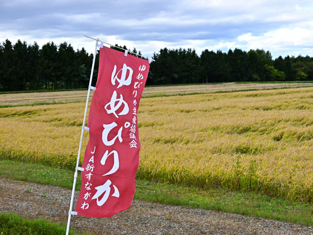 北海道奈井江町 特別栽培米 ゆめぴりか 10kg