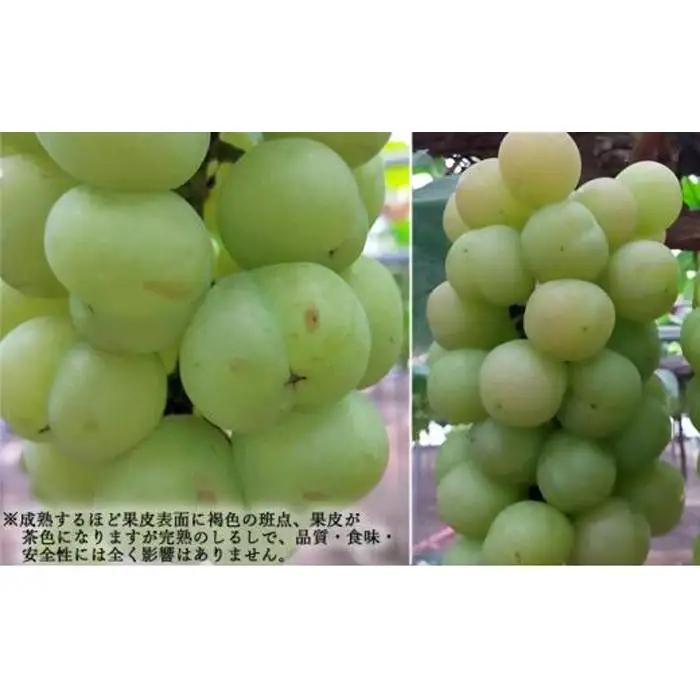 ぶどう 2026年  桃太郎 ぶどう 1房（1房670g以上） 葡萄  岡山県産 フルーツ 果物 ギフト