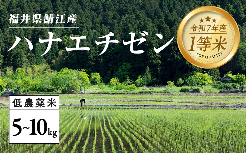 
            【令和7年産新米！】福井県産 おしどり米 ハナエチゼン 5kg / 内農米ハナエチゼン 5kg/ 10kg ［C-00515］ / ハナエチゼン 減農薬米 有機栽培 白米 新米 白米 精米 ご飯 コメ ごはん ライス 産地直送 鯖江市
          