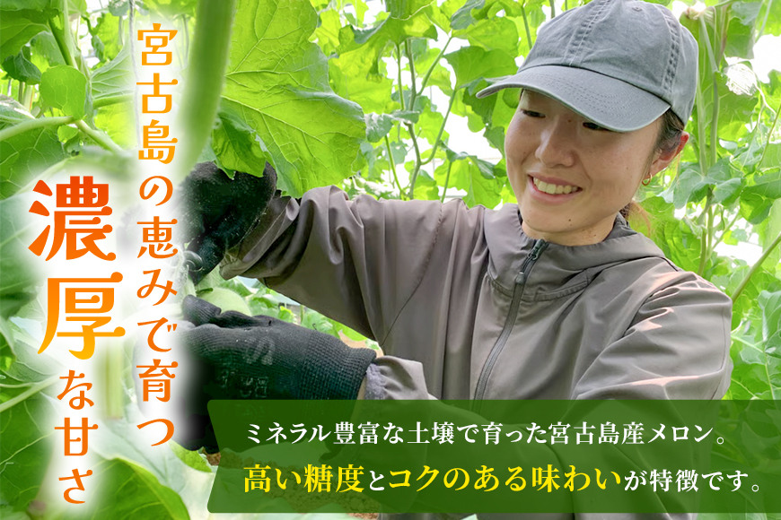 【2026年冬先行予約】宮古島産赤肉冬メロン 大玉1玉（2kg以上）【ブルータートルファーム】（DC014）