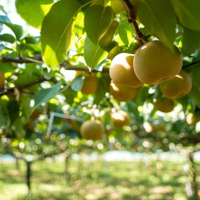 【千葉県横芝光町産】2021年デビューの新品種『秋満月』約3kg(4~5個) 満月のような大玉の梨