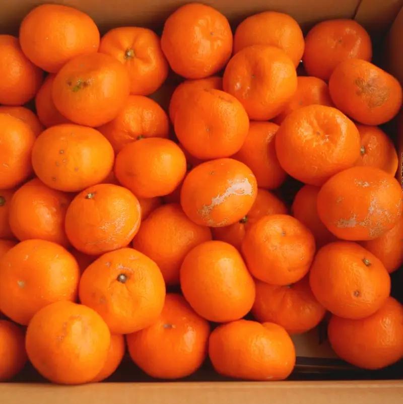 紀州有田みかん 約10kg 訳あり 家庭用キズあり (青秀・良) サイズおまかせ (2Ｌ～2Ｓ) いずれかお届け 【sml110B】