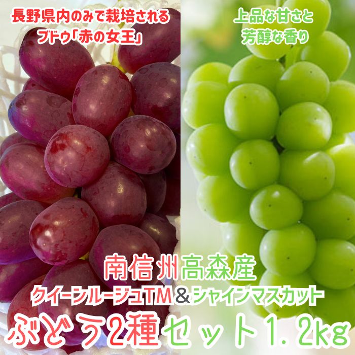 【ふるさと納税】ぶどう クイーンルージュTM＆シャインマスカットぶどう2種セット約1.2kg 2026年9月中旬より発送 長野県 信州 南信州 高森町 農家直送 果物 くだもの ぶどう 旬のぶどう 山吹ぶどう狩り組合【配送不可地域：離島】