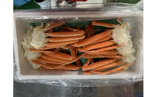 【先行予約】【魚倉】ボイル若松葉ガニ ４尾分８肩(足１～２本なし含む)｜国産 訳あり ズワイガニ 松葉ガニ カニ 蟹 かに ボイル カニ鍋 かに鍋 鍋 かにしゃぶ かにみそ 期間限定 送料無料 鳥取県