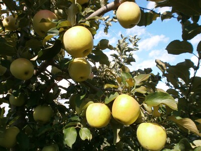 【2026年先行予約】りんご ぐんま名月2kg |りんご ぐんま名月