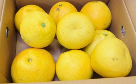 千光士農園の土佐文旦　10kg(ご家庭用スレキズあり)