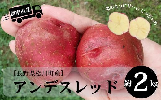 HF48-25B 長野県松川町産じゃがいも アンデスレッド 約2kg / 8月中旬 発送開始予定 // 長野県 南信州 減農薬栽培 いも 芋 イモ ジャガイモ エコファーマー認証 農家支援 産地直送
