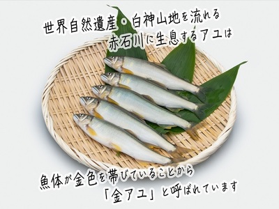 子持ち鮎 5尾 2パック セット 詰め合わせ 赤石川の金の鮎 真空冷凍パック 冷凍 鮎 あゆ アユ 魚 川魚 魚介 魚介類 海鮮 海鮮セット おかず おつまみ つまみ お酒のつまみ 酒のつまみ 夕飯 