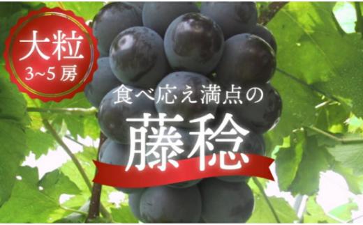 大粒で食べ応え満点！ 藤稔の上級品 3-5房入 計2.0kg～ (岡山県産)  / ふじみのり 藤みのり ぶどう ブドウ 葡萄 先行予約 フルーツ 果物 真庭市 フルーツ王国 きよとう果樹園【KF-B002-02】