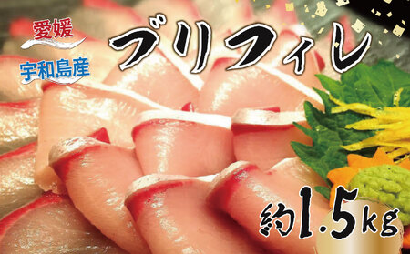 鰤 フィレ 約1.5kg 有限会社 アクアプラス 鰤 D020-090008