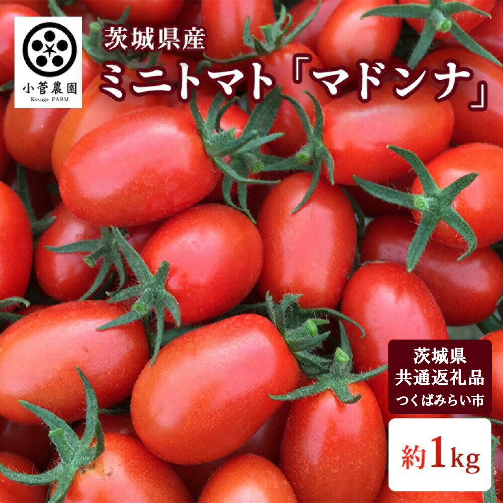 【ふるさと納税】ミニトマト マドンナ 約1kg 【茨城県共通返礼品　つくばみらい市産】 トマト プチトマト 野菜 生野菜 旬 希少品種 茨城県 送料無料 ※2026年1月中旬頃より順次発送予定
