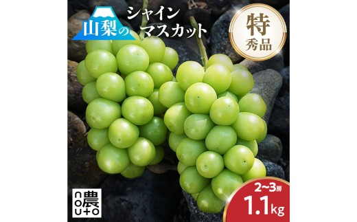 ＜25年発送先行予約＞シャインマスカット  1.1kg以上 2房～3房 154-008 | フルーツ 果物 高評価 人気 ランキング おすすめ 甘い 美味しい デザート 数量限定 送料無料 山梨県産 笛吹市　種なしぶどう 「販売」 KEIPE株式会社