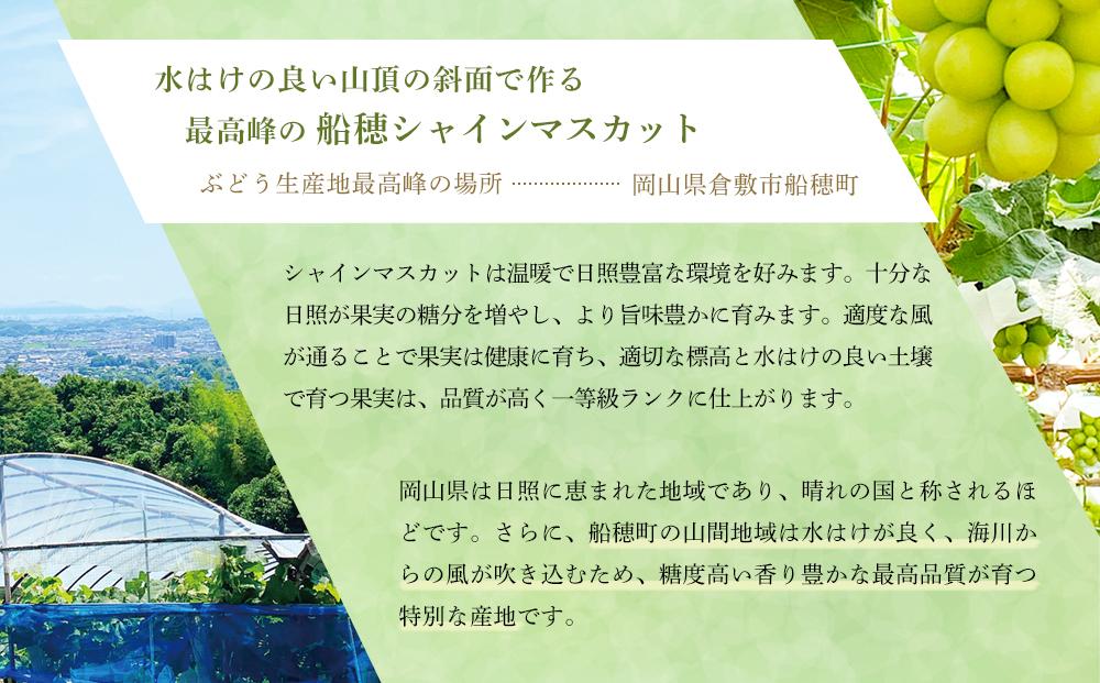 【2026年9月以降発送】岡山県産 シャインマスカット 晴王 2房 約1.3kg  種無し 皮ごと食べる 旬の美味しさ　フレッシュ 　ハレノフルーツ