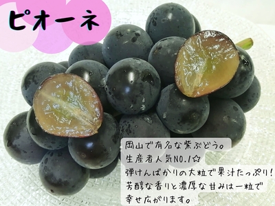 【2616-0290】[産地直送] 岡山県産ぶどう詰合せ 1.2kg (シャインマスカット＋旬ぶどう)
