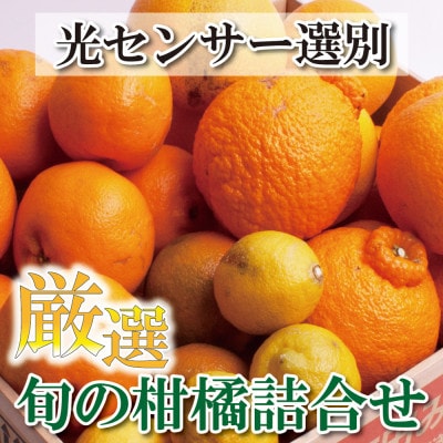 ＜1月より発送＞厳選 柑橘詰合せ1.2kg+36g(傷み補償分)【有田の春みかん】【光センサー選別】【配送不可地域：離島・北海道・沖縄県】