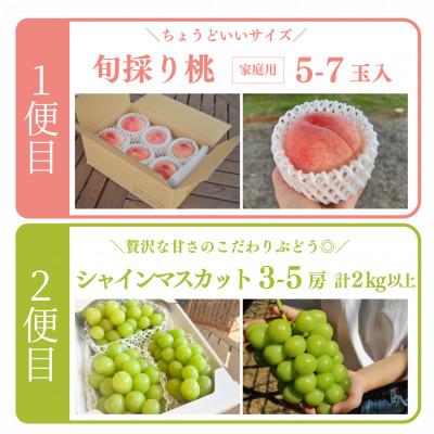 ふるさと納税 津山市 【発送月固定定期便】【2026年先行予約】桃とシャインマスカットが産地直送!ご家庭用定期便全2回 |  | 01