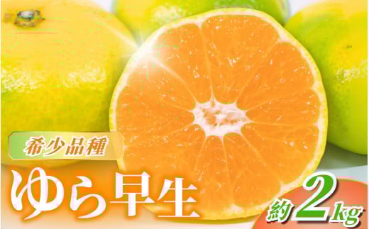 【先行予約】＼数量限定／ ＼農家直送／甘くて濃厚！希少品種 ご家庭用 ゆら早生みかん　約2kg　サイズ混合【2025年10月上旬頃より順次発送】 / みかん ミカン 有田みかん 温州みかん 柑橘 有田 和歌山 産地直送  くだもの 果物 フルーツ 柑橘類 和歌山 すさみ町【nuk143C】