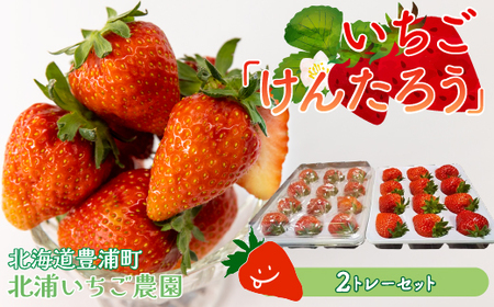 【2026年5月以降順次出荷】いちご「けんたろう」大玉24粒 TYUAC001