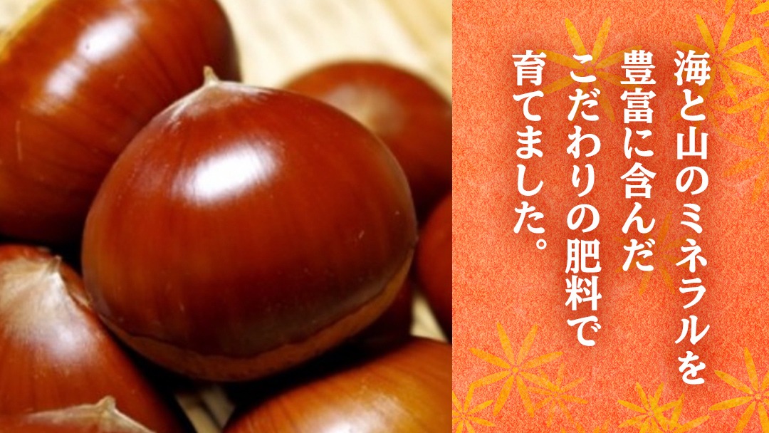 【 2025年9月中旬発送開始 】 石岡 鶴沼 の 生栗 約2kg （茨城県共通返礼品：石岡市） 栗 くり クリ マロン 栗ごはん 栗ご飯 贈答 ギフト 秋の味覚 果物 フルーツ 数量限定 旬 秋 冬 正月 国産 秋 旬 旬の栗 お菓子作り 冷凍保存 先行予約 [EU001us]