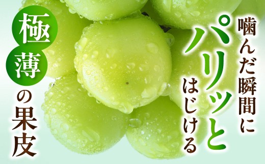 【先行予約】【数量限定】島根県産 シャインマスカット 500g 【215_0001】