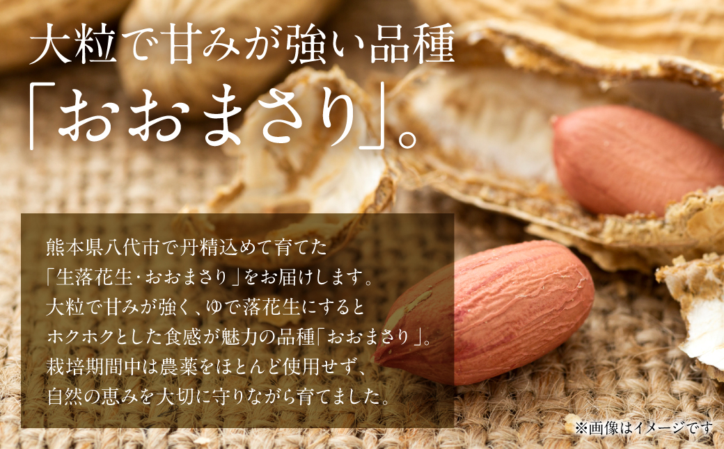 【先行予約】 熊本県 八代産 生落花生 [おおまさり] 1.5kg 落花生 ラッカセイ らっかせい おおまさり 生 なま 茹で おつまみ おやつ ピーナッツ 豆 旬 野菜 【2026年9月上旬より順次