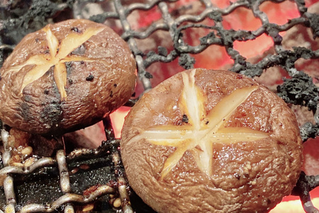 きのこ しいたけ きくらげ 椎茸菌床 生椎茸 生きくらげ セット 12回 定期便