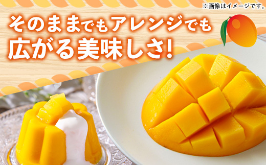 【化粧箱入り】【先行受付・2026年発送】新地農園 アップルマンゴー 優品 約1kg （2～3玉）- 産地直送 先行予約 沖縄県産 贈り物 ギフト 南国フルーツ 旬の味覚 オススメ 沖縄県 八重瀬町