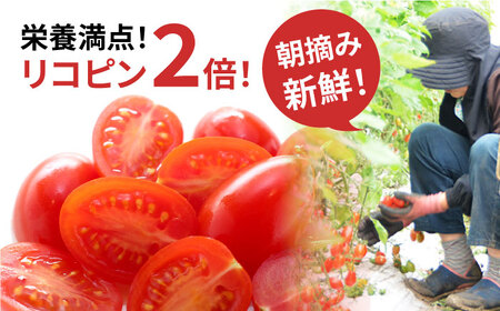 【完熟 ミニトマト】アイコトマト 約 3kg 南島原市 / 長崎県農産品流通合同会社[SCB052] / とまと ぎふと ミニとまと プレゼント 野菜 ギフト やさい ギフト 野菜 レシピ やさい レ