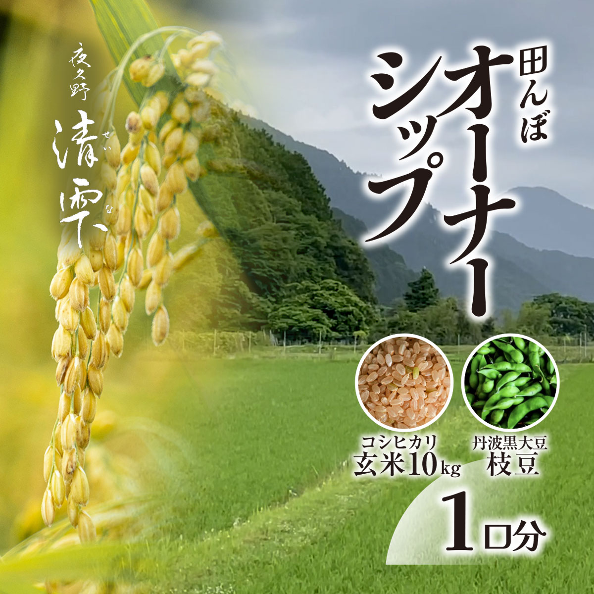 【ふるさと納税】＜令和7年9月末より発送！＞田んぼオーナーシップ1口分　清雫　玄米10kg+黒ムラサキ（丹波黒大豆の枝豆）/ ふるさと納税 田んぼ オーナー制度 米 玄米 令和7年度産 先行 収穫 夜久野 京都 京都府 福知山 FCDB005