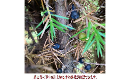ジュニパーベリー大苗(西洋ネズ) オス木メス木 各1本セット 樹高70cm前後 苗 苗木 口径18cm スリット鉢植え / 庭木 植木 熊本県 菊池郡 菊陽町【Herb＆Rose】[BHCQ003]