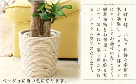 幸福の木 7号 ホワイトバスケット鉢カバー 高さ：約75cm～90cm内外(鉢底より)【観葉植物 植物 鉢付 インテリア 部屋 室内 オフィス 癒し エコ グリーン マイナスイオン リラックス オシャ