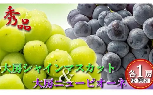 大房 シャインマスカット＆ニューピオーネ 各1房 ( 各約600g ) マスカット ピオーネ ぶどう 葡萄 ブドウ フルーツ 果物 くだもの 高級 デザート スイーツ ケーキ ゼリー ジュース アイス 国産 ふるさと納税マスカット ふるさと納税ぶどう くだもの畑 PonPon 【2025年8月中旬より順次発送】