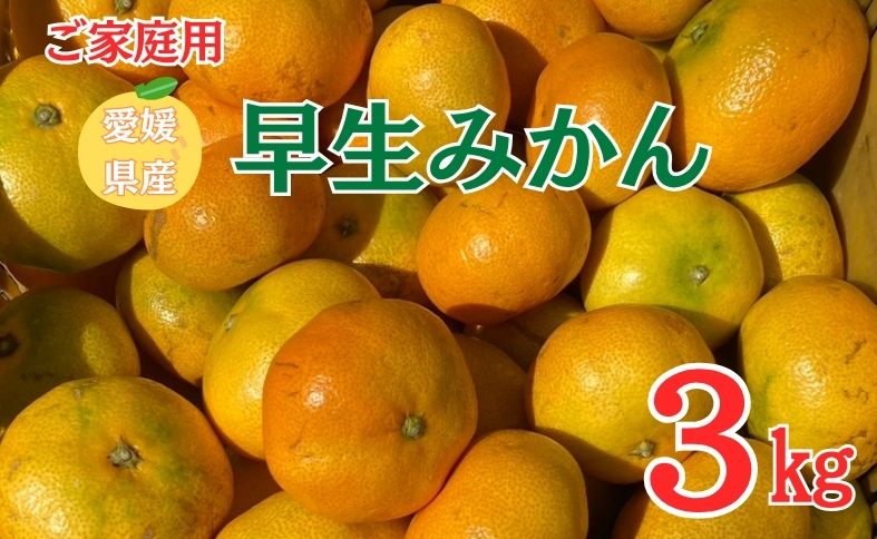 早生みかん 3kg ご家庭用 農園直送 先行予約 【11月以降順次発送予定】 愛媛 数量限定 愛媛県産 人気 柑橘 伊予市｜ A99