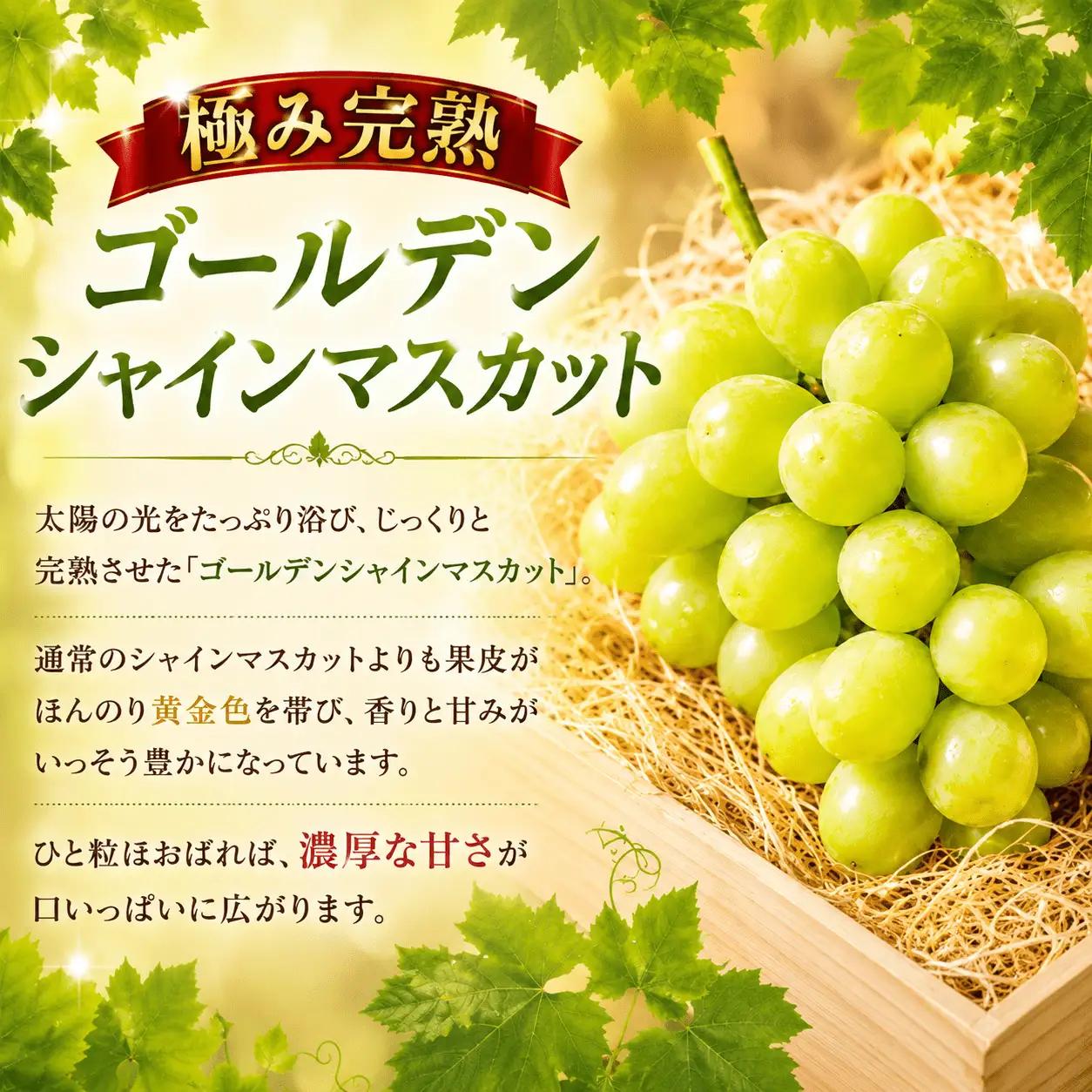 ゴールデン シャインマスカット【2026年先行予約】除草剤不使用 極み完熟 1kg以上(2~3房) ご家庭用   ぶどう シャインマスカット マスカット しゃいんますかっと 葡萄 くだもの 果物 農家