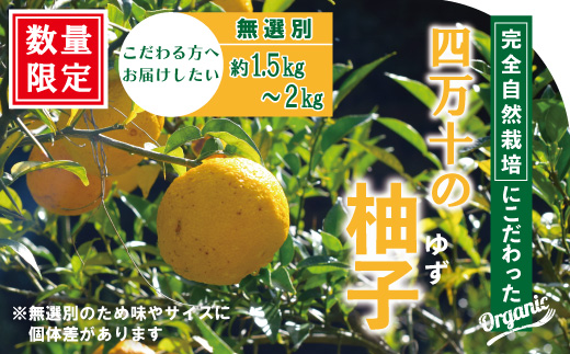 【 早期受付 期間限定 】 栽培期間中農薬・化学肥料不使用！ 四万十 の 柚子 約1.5～2kg（8～15個） 国産 自然栽培 オーガニック 高知 しまんと 旬 ゆず ユズ フルーツ 果物 柑橘 新鮮