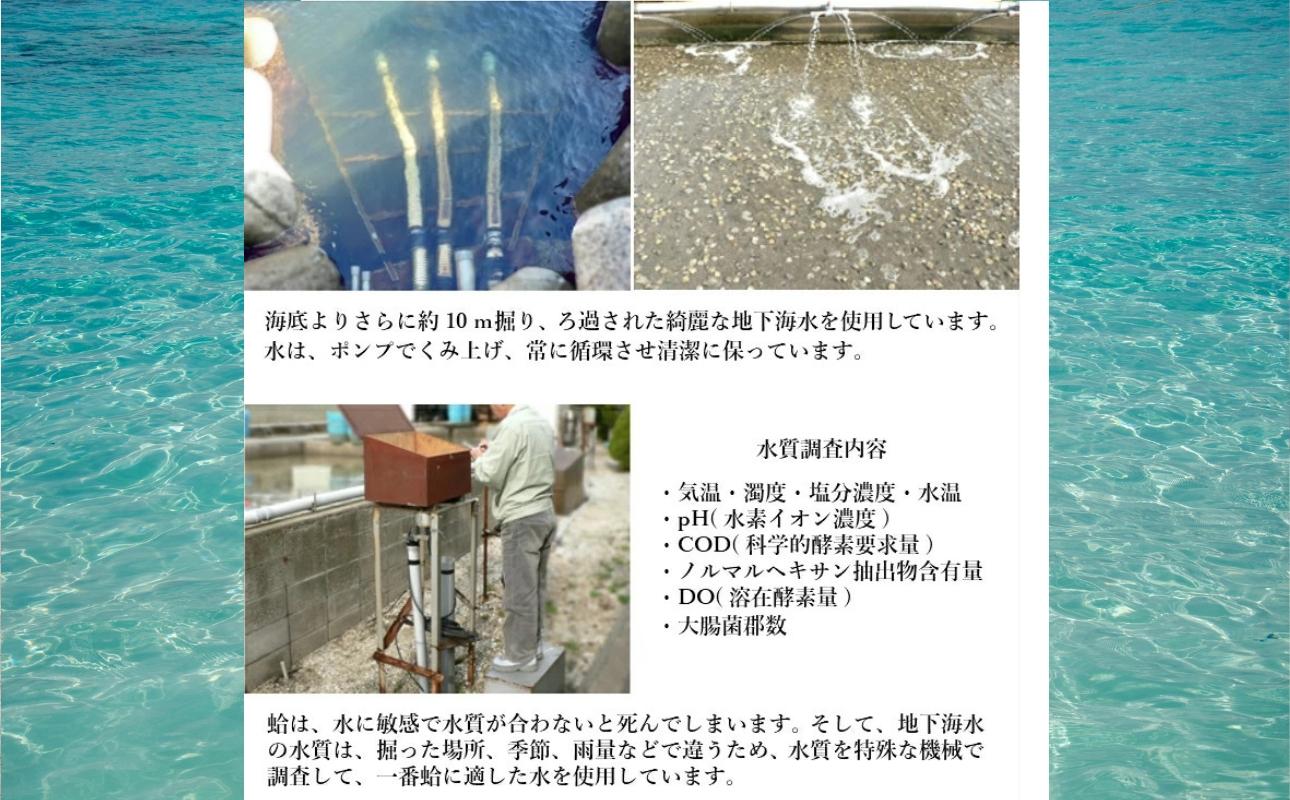 三重県・畜養はまぐり 3kg　ハマグリ　蛤　お吸い物　焼きはまぐり 3kg